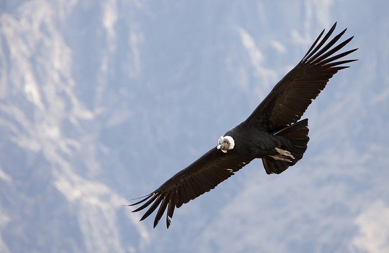 Condor II by Juš Medič