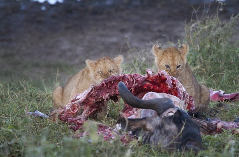 Eat or be eaten by Juš Medič