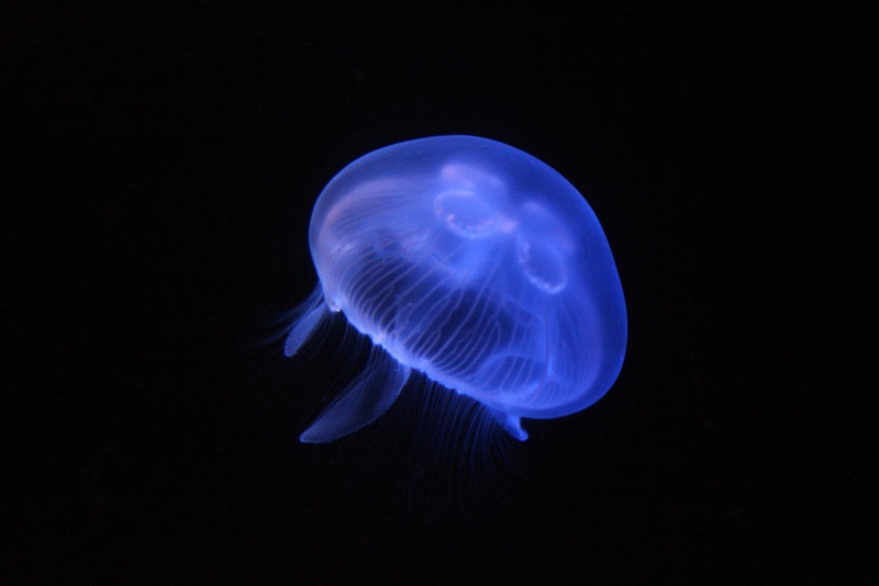 Meduza by Tadej