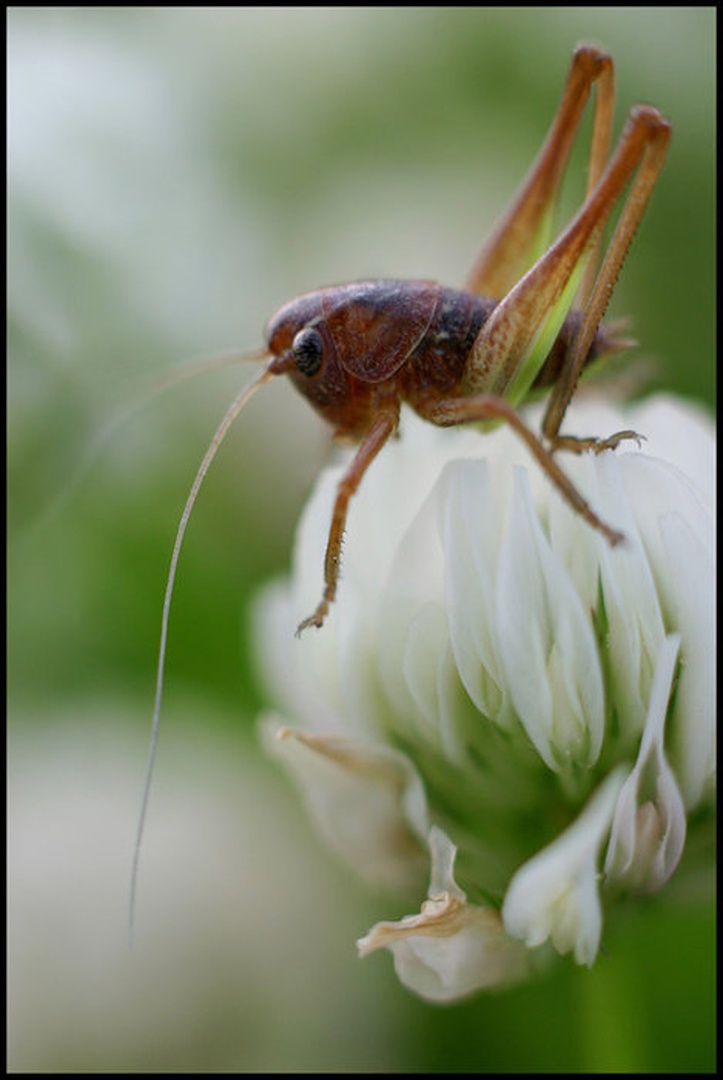 kobilica 284 by