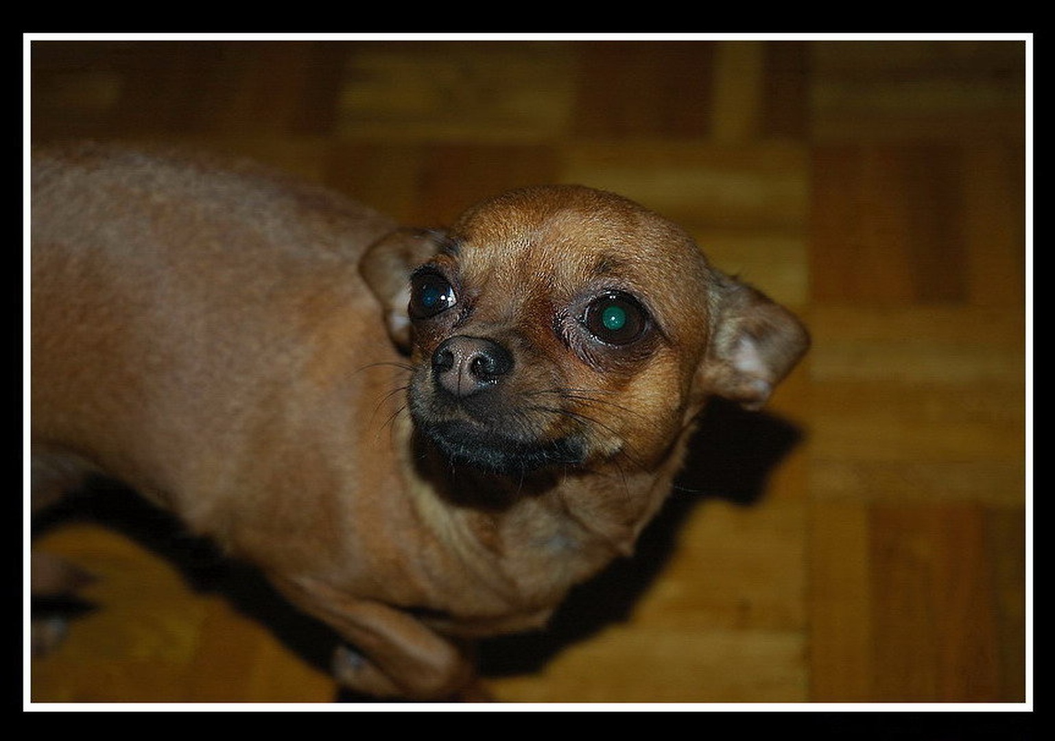 Biba by