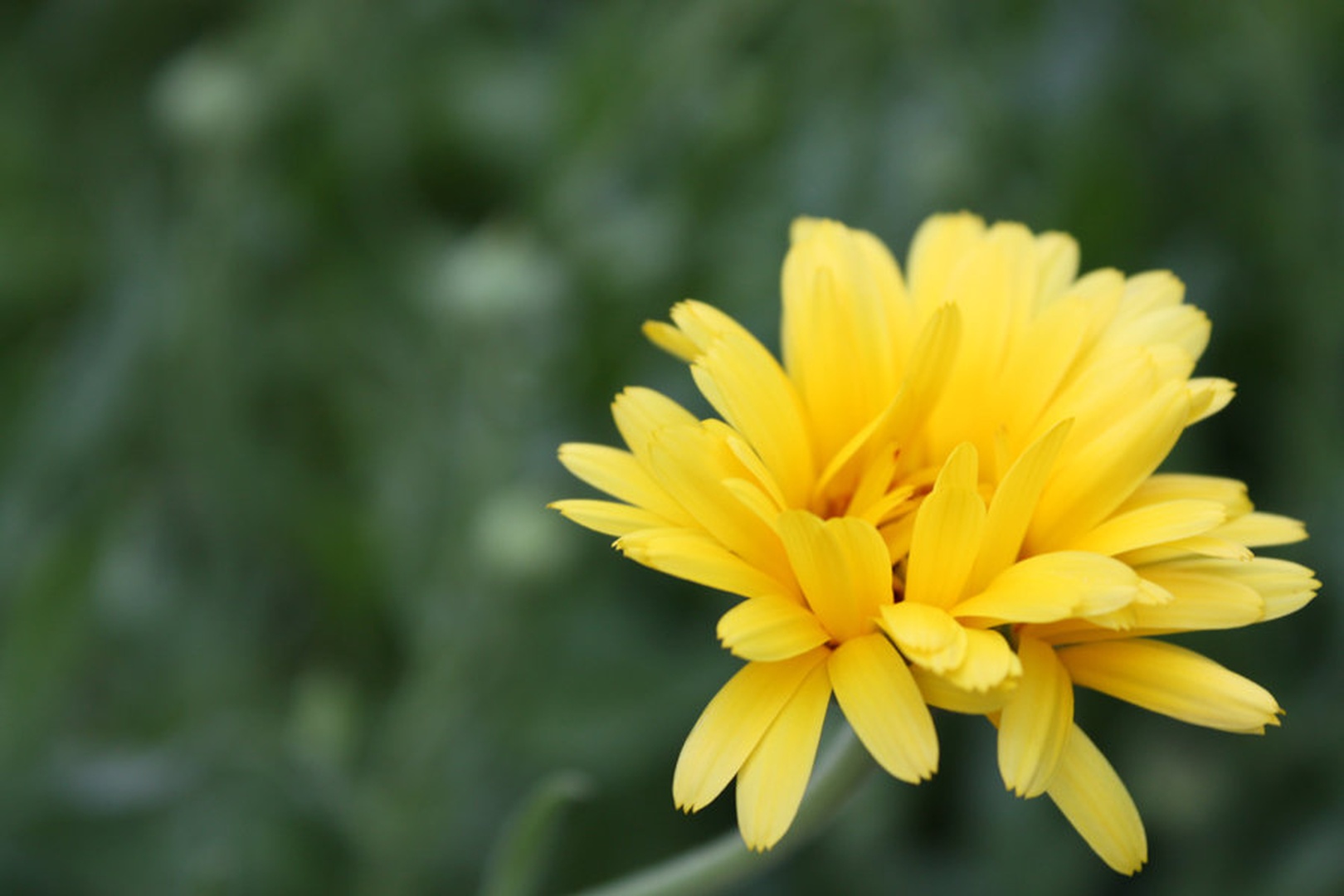 Yellow flower by