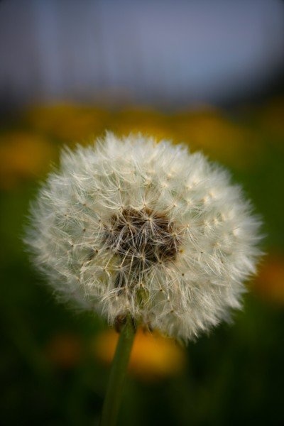 Padalci by denis4