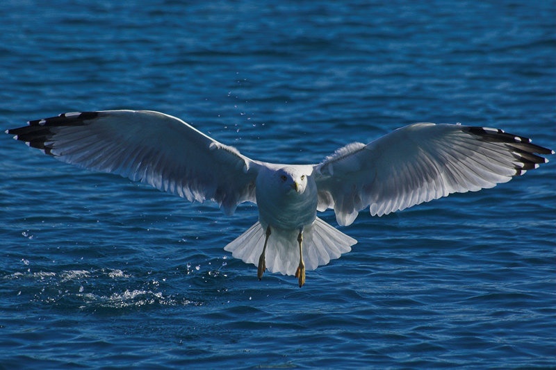galeb by darko82