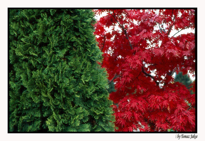Red&green by jft1