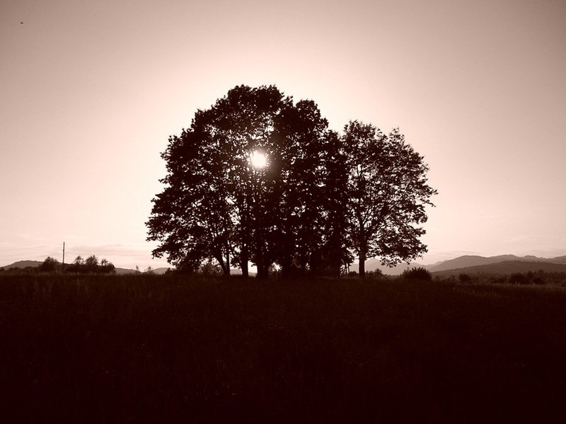 Sonce za drevesom by Bozjak