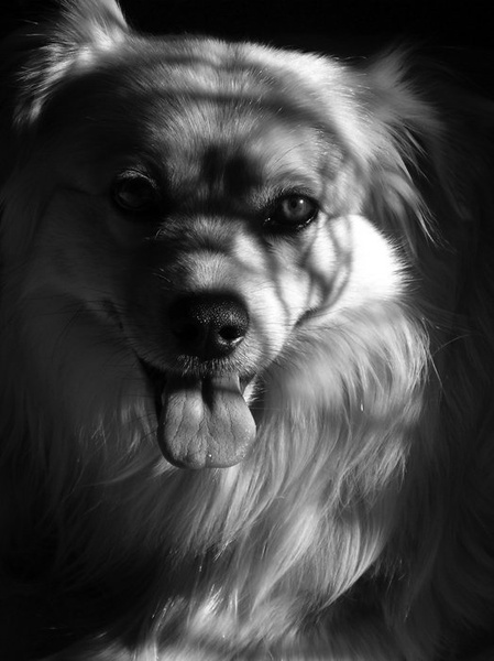 Pes by Bozjak