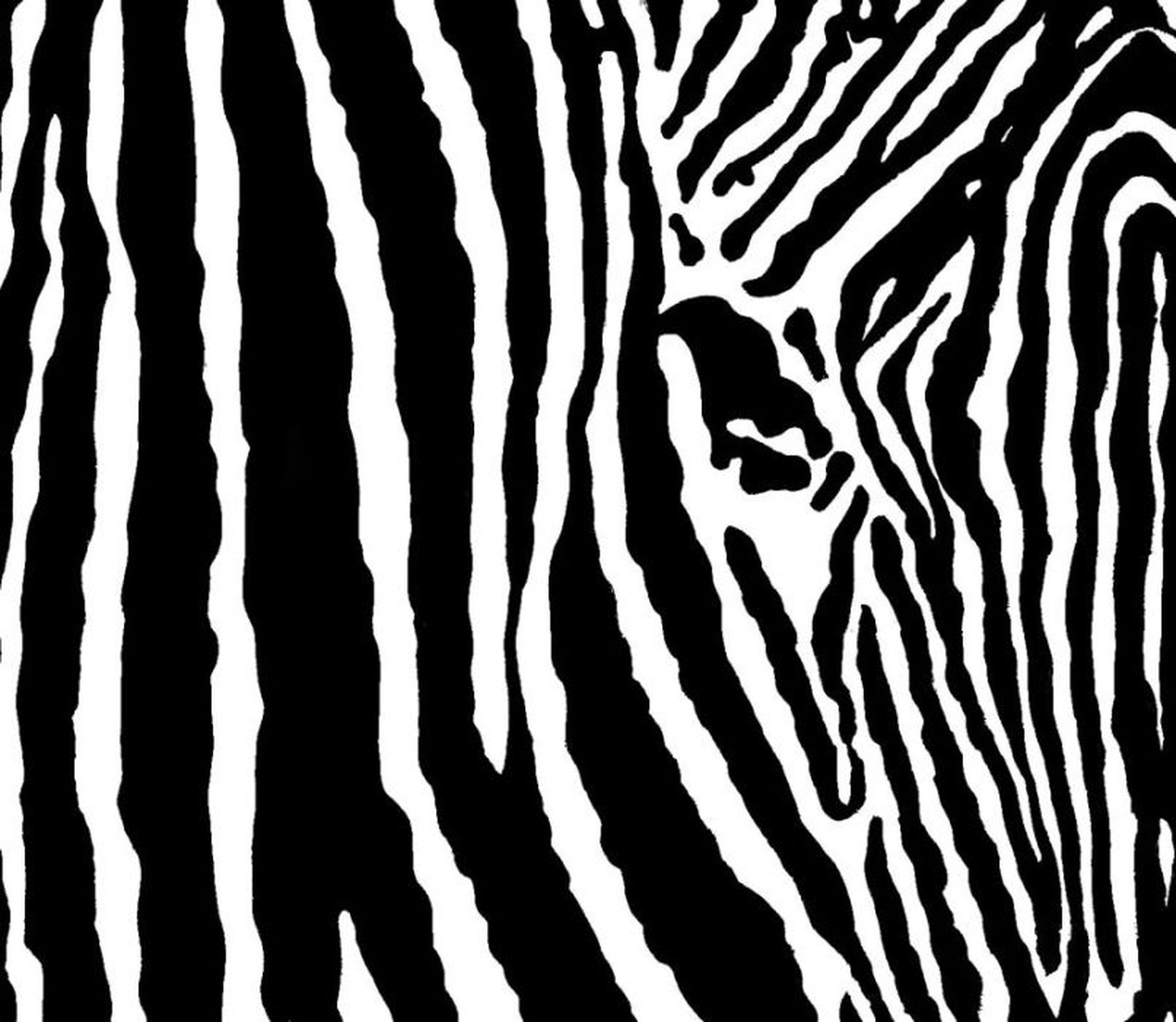 zebra by