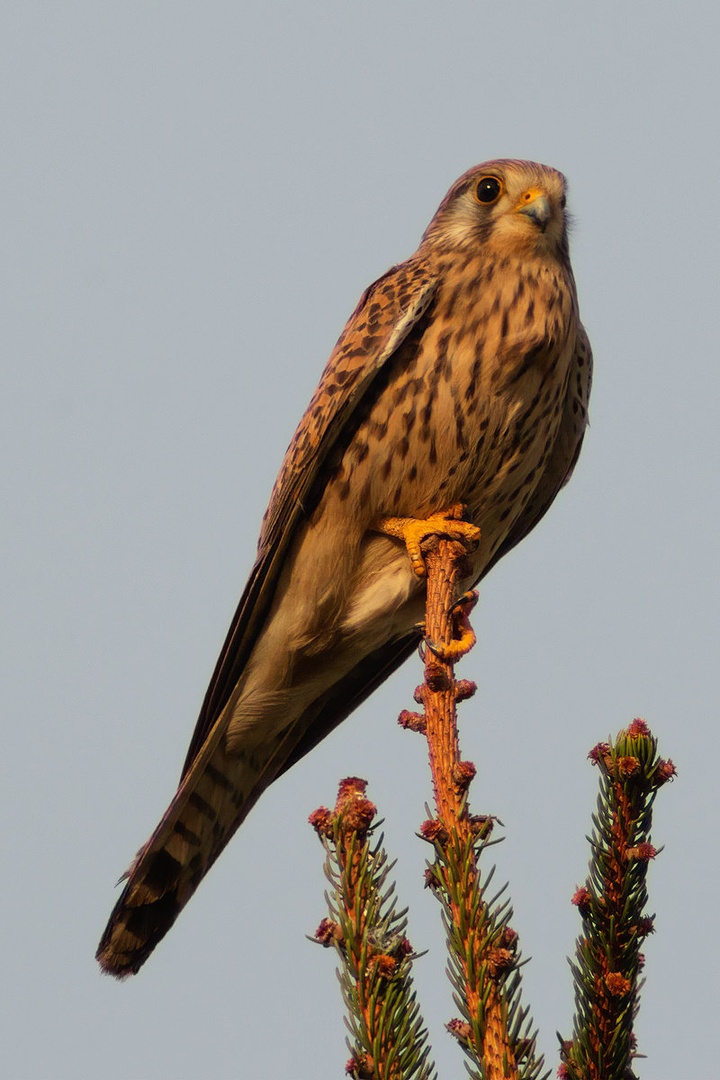 Postovka (Falco tinnunculus) by Peter Komatović