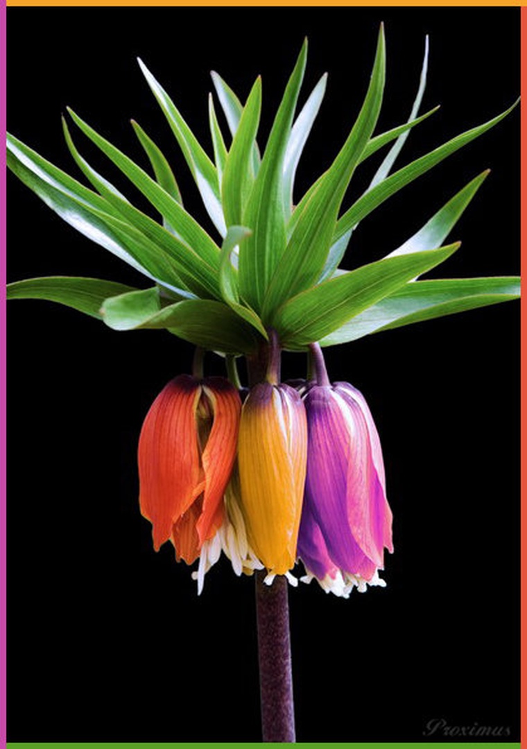 Rainbow Flower by Peter Komatović