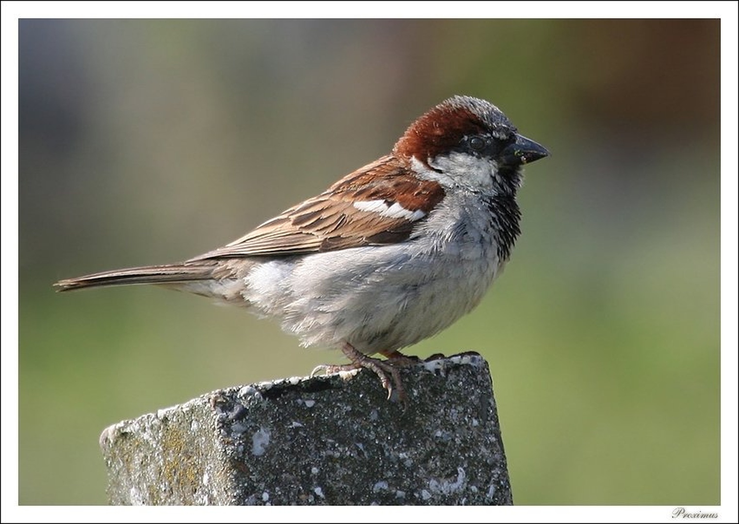 Passer domesticus by Peter Komatović