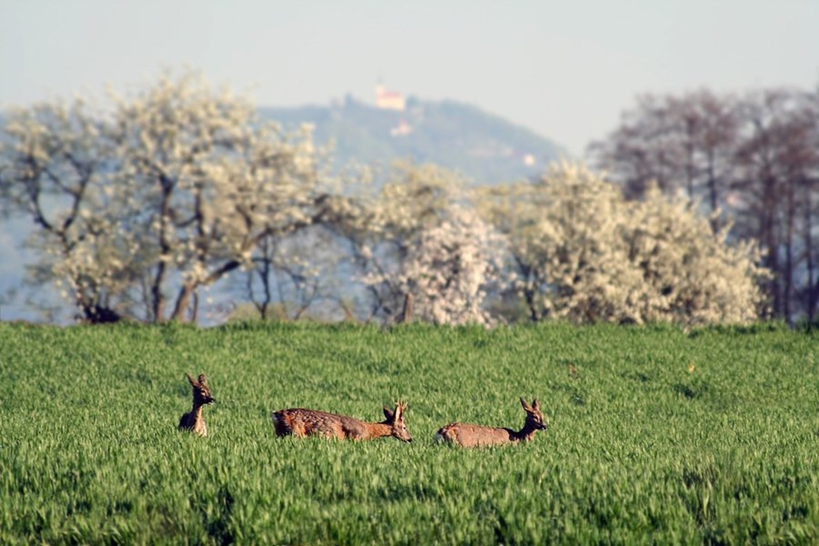 Spomladansko druženje by Peter Komatović