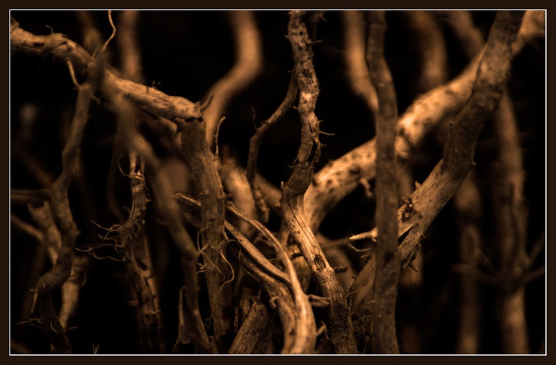 Deep are my roots by Anže