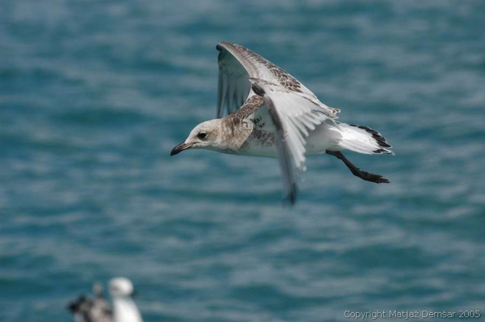Galeb v letu I. by