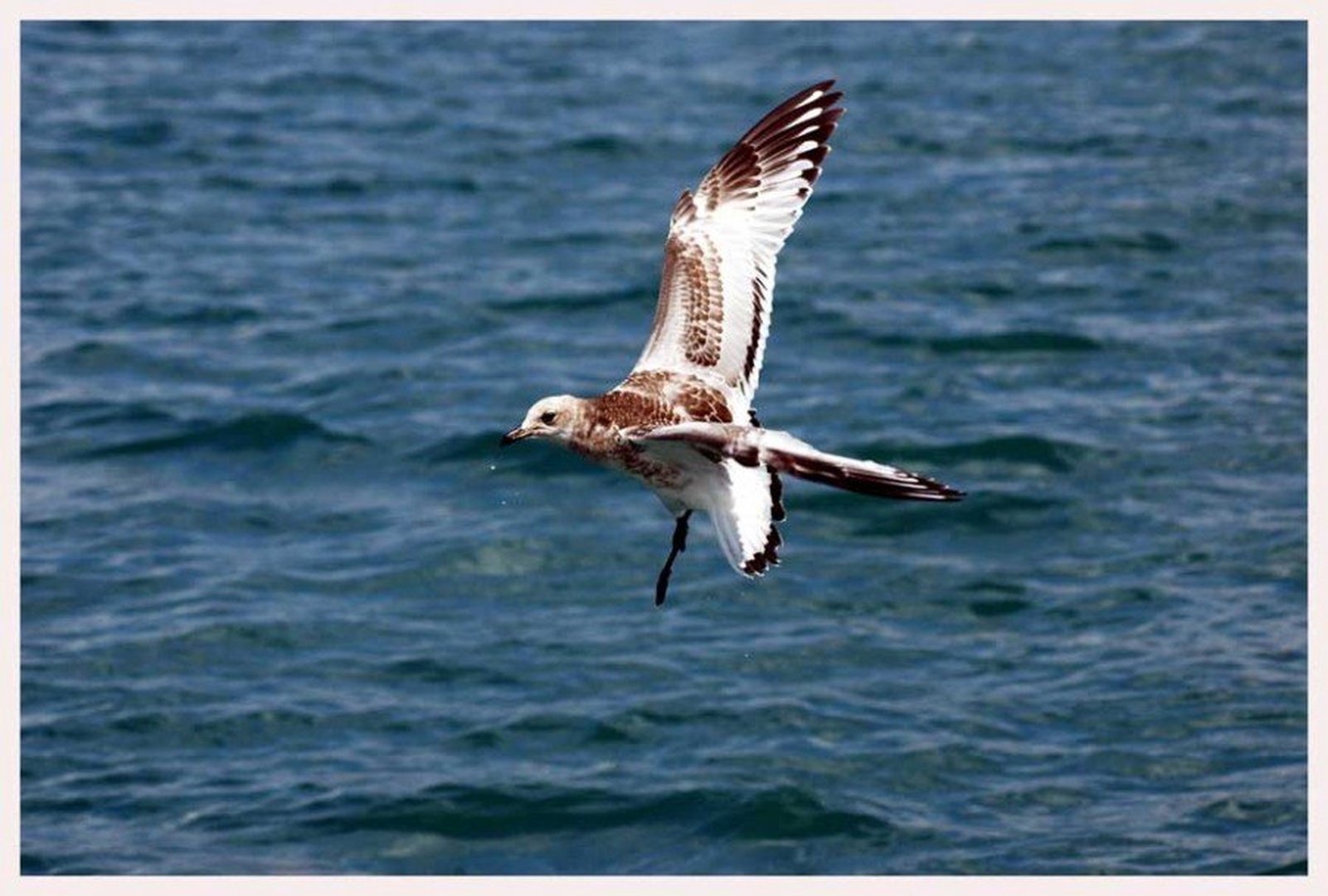 Galeb v letu II. by