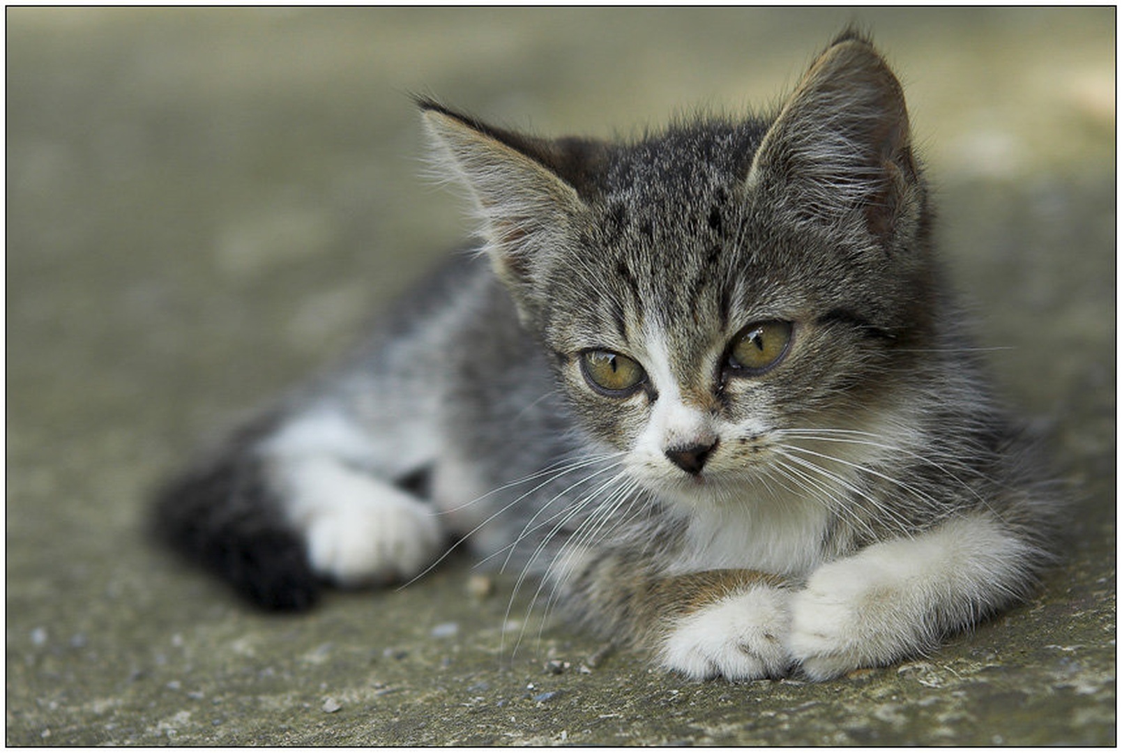 Pogled. by
