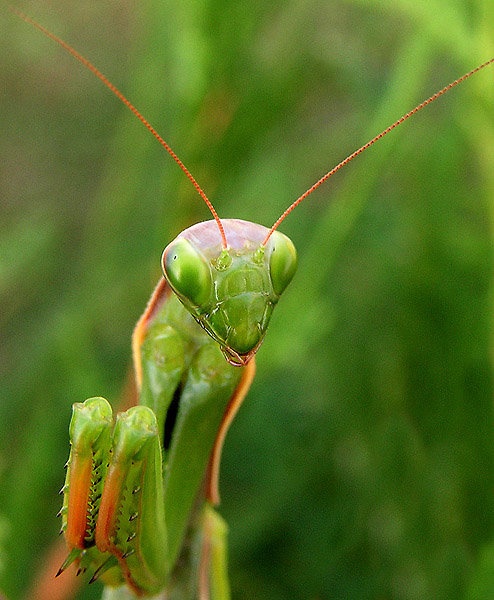 Alien by maree