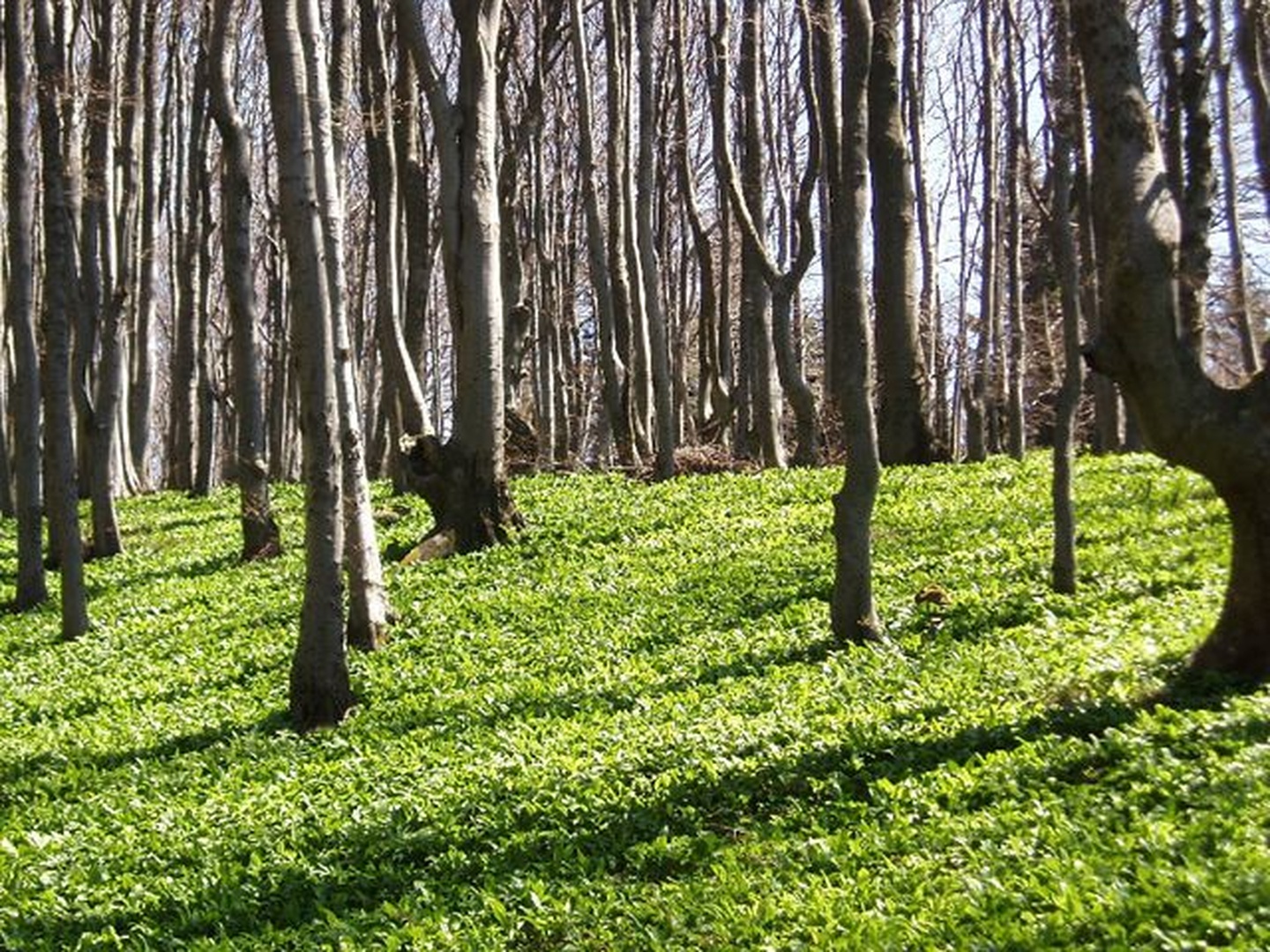 divji česenj(čmaš) by