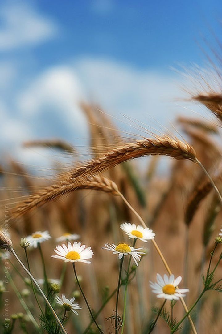 Simplicity of nature by Dragan Zlatanovic