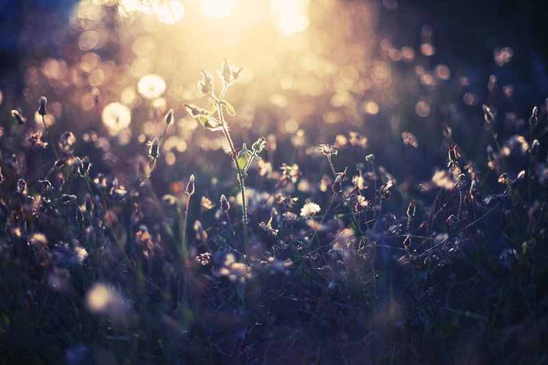just an ordinary blade of grass by Dragan Zlatanovic