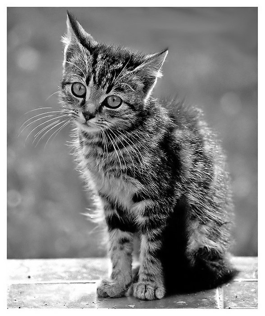 Kitty by Mika
