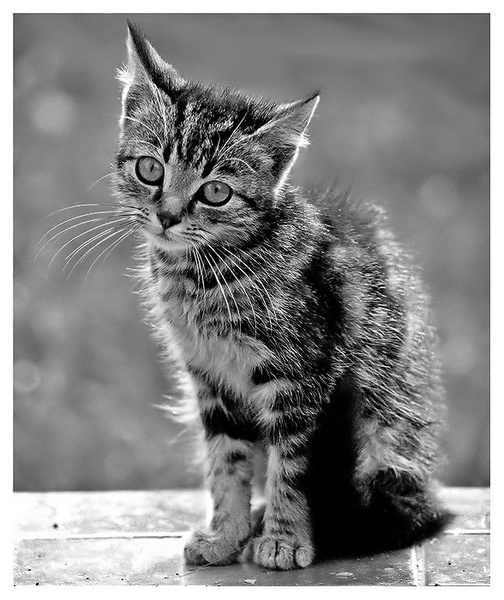 Kitty by Mika