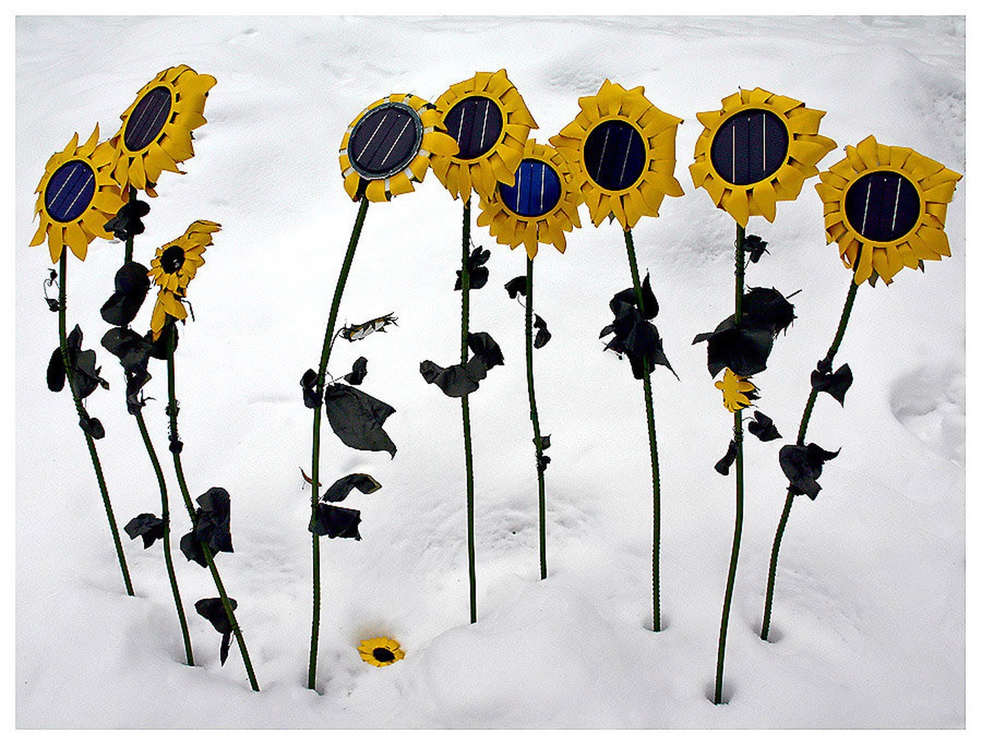 Winter Sunflowers by Mika
