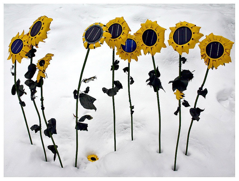 Winter Sunflowers by Mika