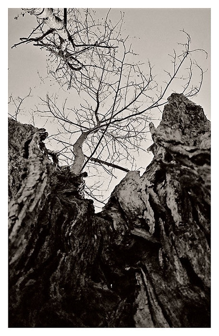 Into The Trees by Mika