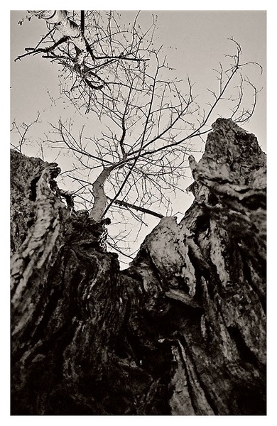 Into The Trees by Mika