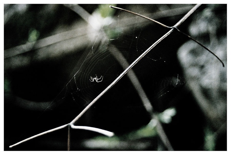 SpiderMan by Mika
