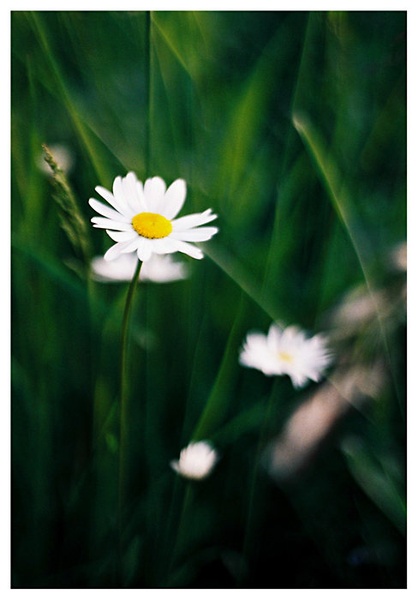 Daisy by Mika
