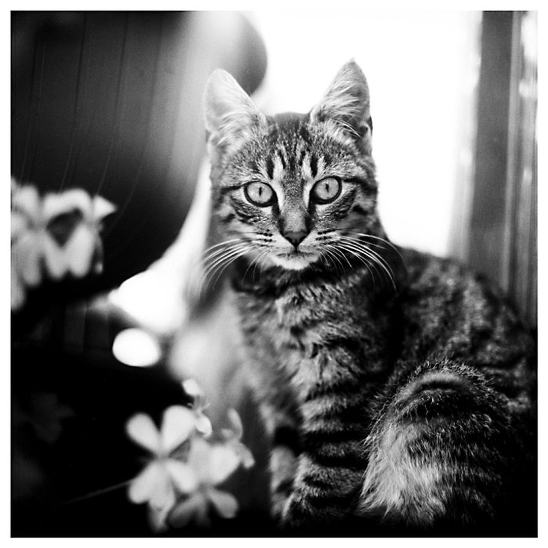 Ari by Mika