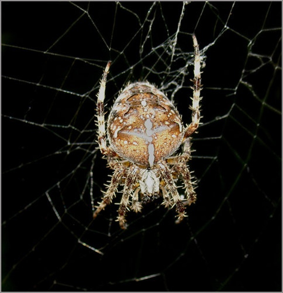 Debeli pajkec by smithi