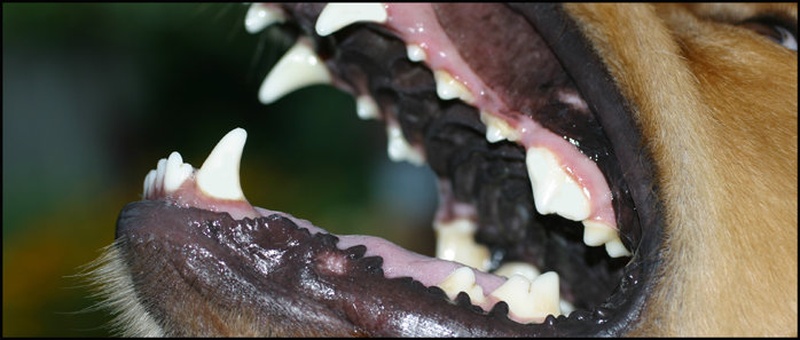 Grizem by smithi