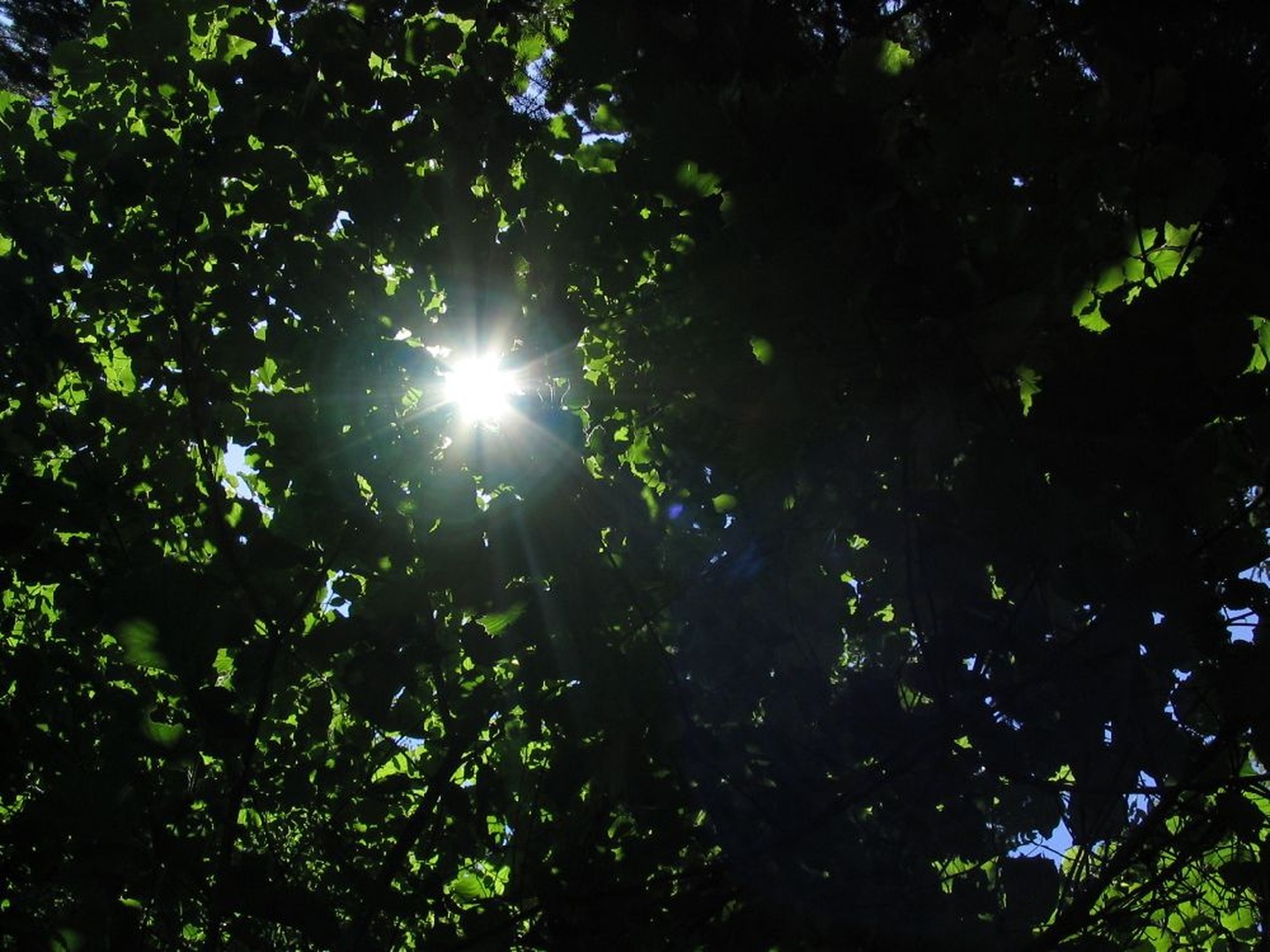 Sonce za drevesi by