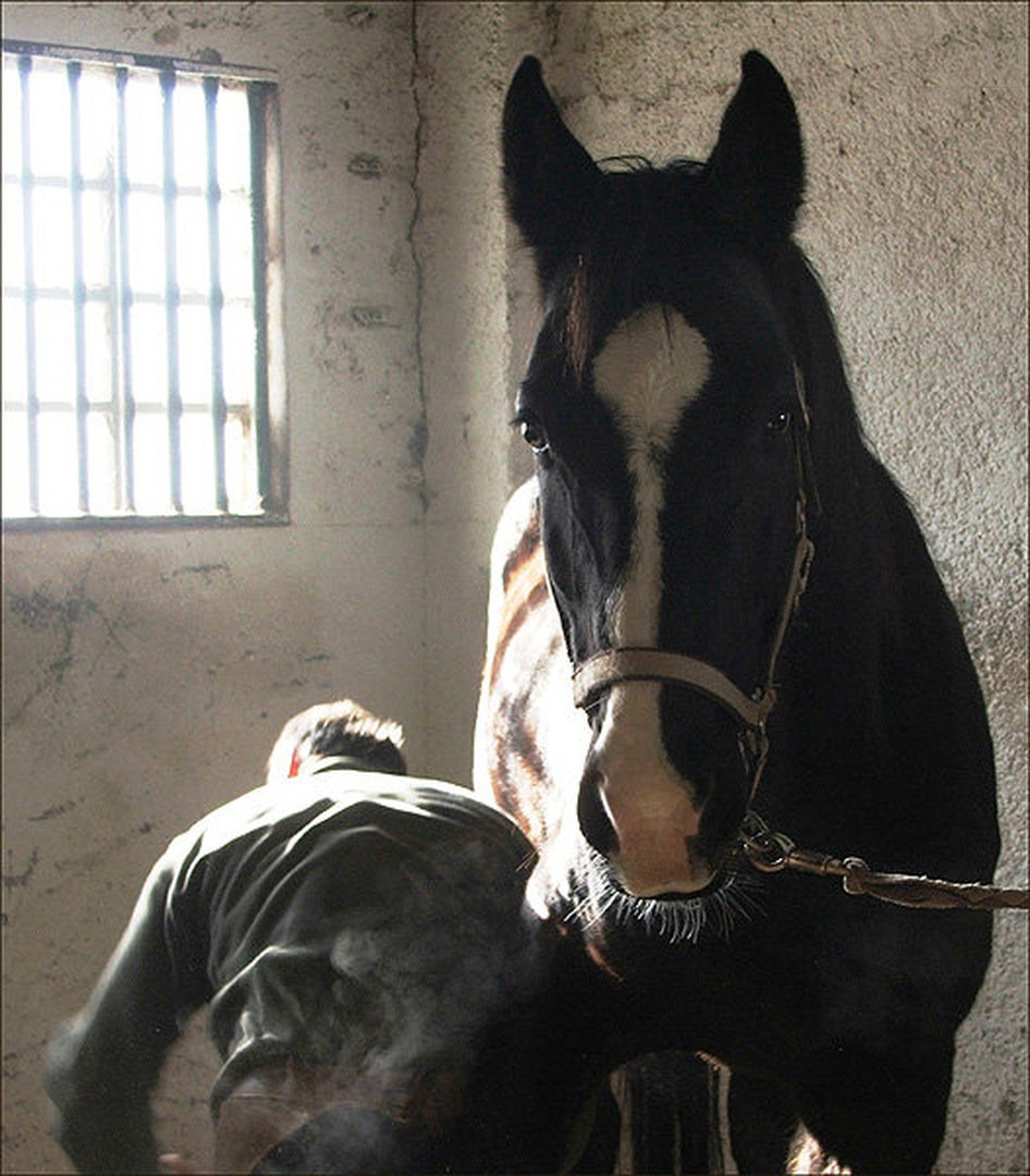 konj in kovač by
