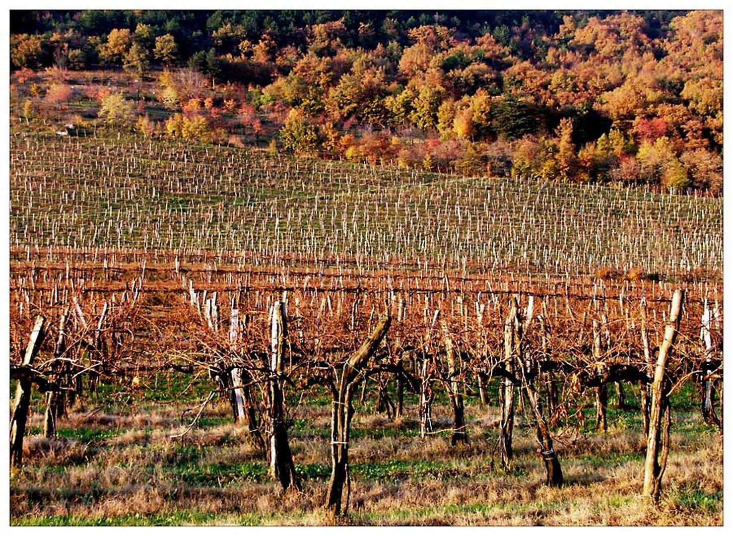 PoMartinovo by