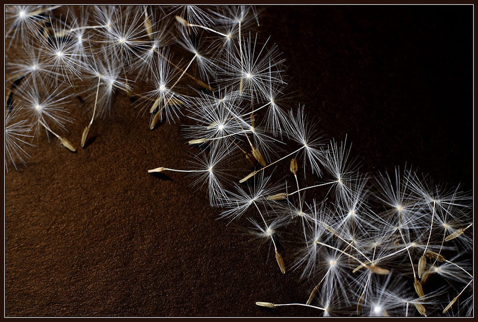 "Padalci" by