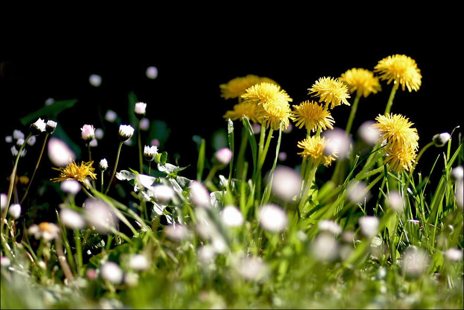Za dobro jutro in lep dan ... by