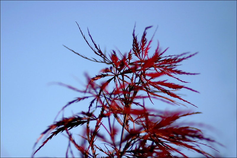 Mini-Mini-Dof by simon