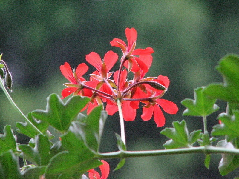 Red flower;) by Barbi