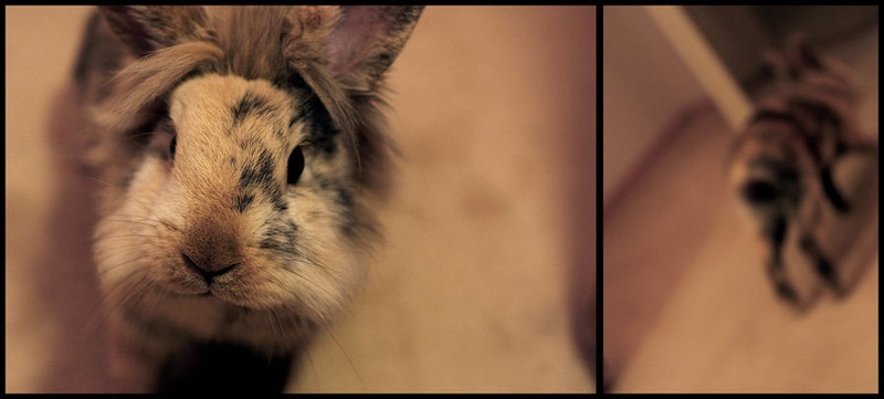 Hello! ....Oh fuck, you're taking photos of me again! by Zeleni Hrast