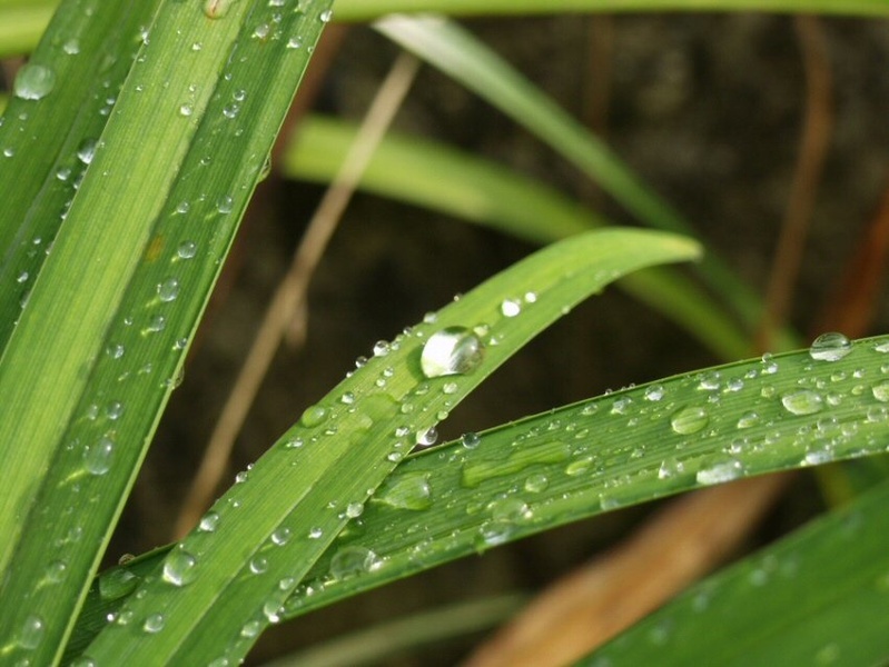 Dragoceno by tvjournalist