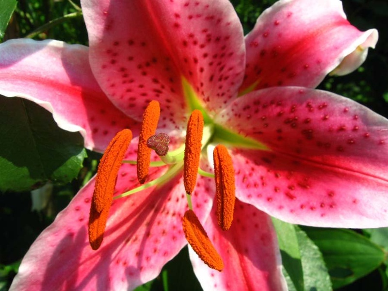 Lilija by Gape
