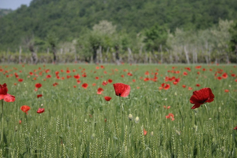 Minsko polje by Velvet
