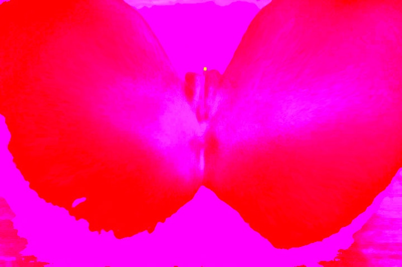 The colors of EROTICA by foto father