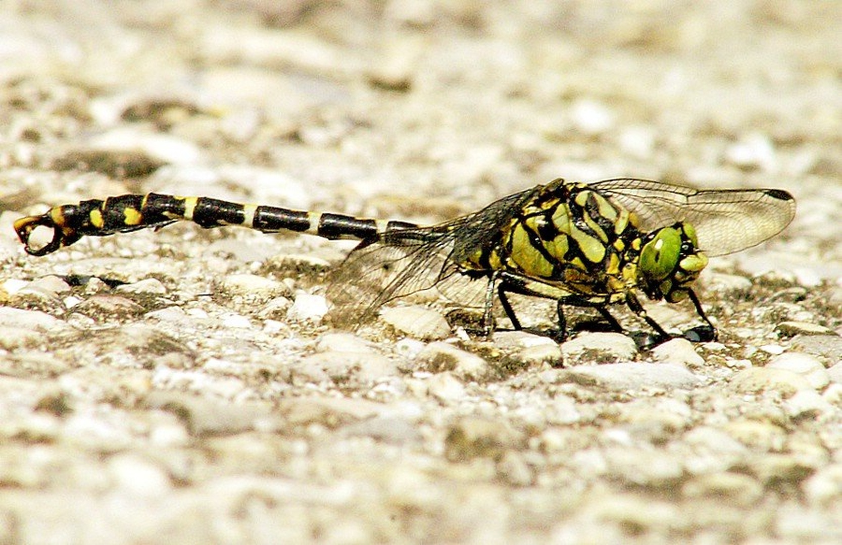 "the face of dragonfly" by Primož ŽGAVEC