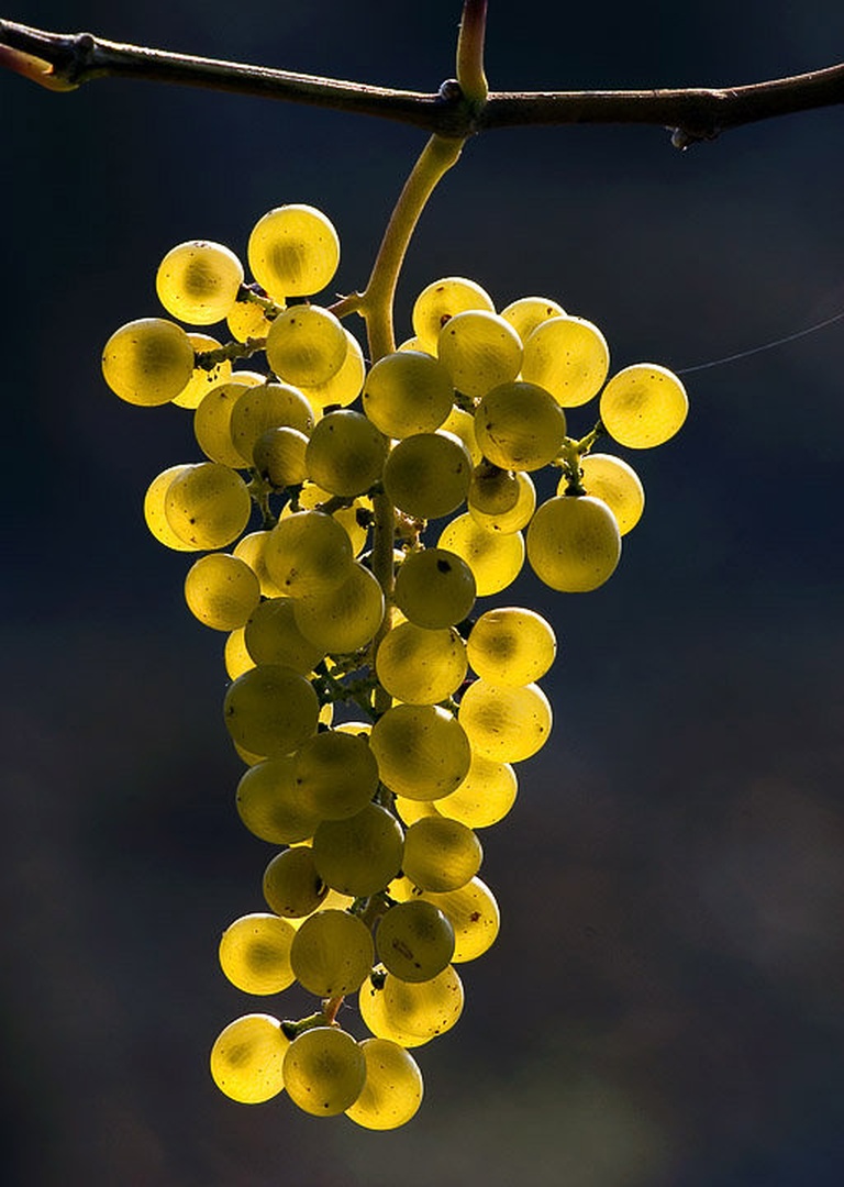 Chardonnay by marko greg