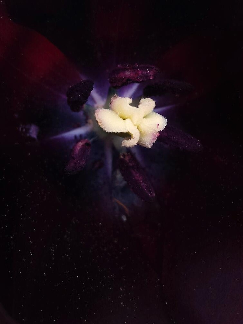 črni tulipan by